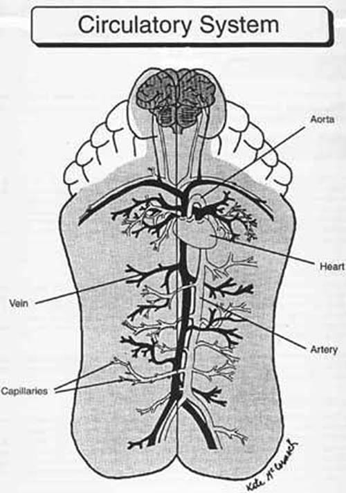 Image of storefront for Grey Bruce Reflexology