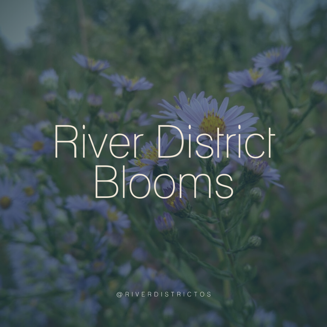 River District Blooms Logo