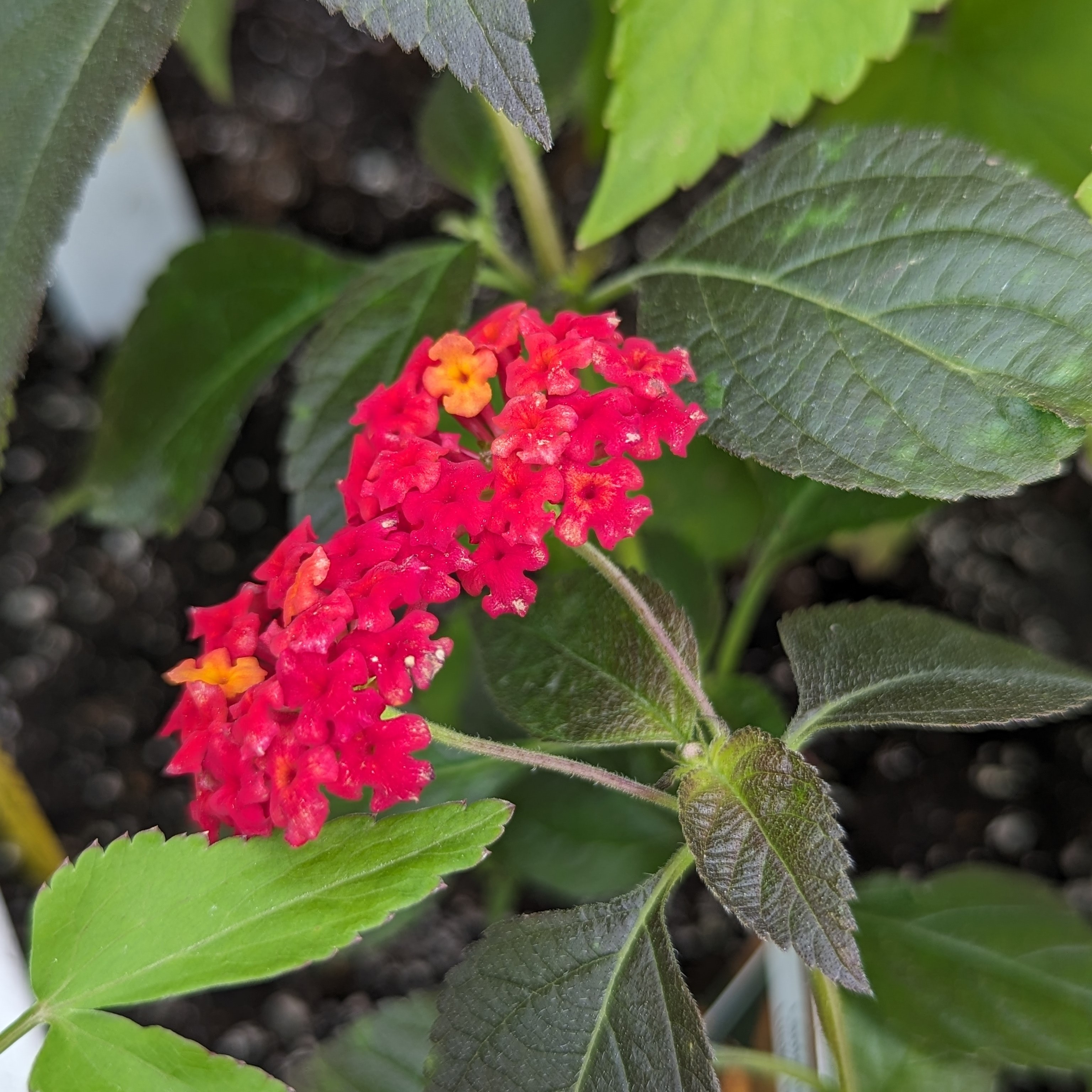 Tiny red flowers in two separate clusters against dark and light green leaves